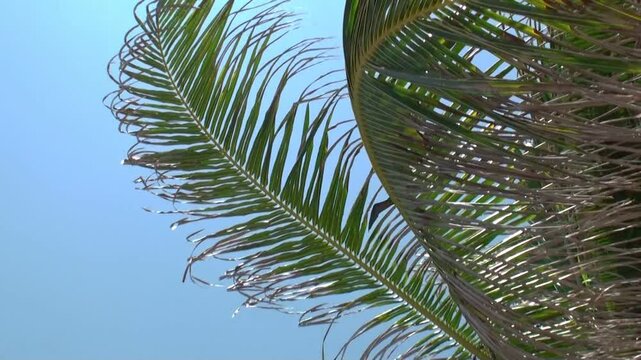 Frigatebird gliding over coconut palm