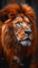 Fototapeta premium lion looking majestic