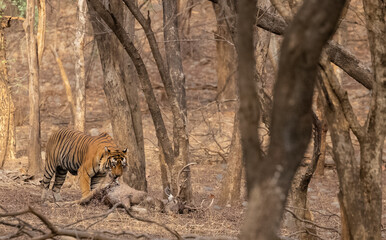 Male tiger with a sambar deer kill in the forest of Ranthambore tiger reserve.