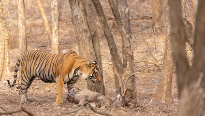 Male tiger with a sambar deer kill in the forest of Ranthambore tiger reserve.