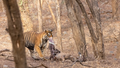 Male tiger with a sambar deer kill in the forest of Ranthambore tiger reserve.