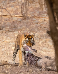 Male tiger with a sambar deer kill in the forest of Ranthambore tiger reserve.