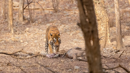 Male tiger with a sambar deer kill in the forest of Ranthambore tiger reserve.