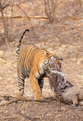 Male tiger with a sambar deer kill in the forest of Ranthambore tiger reserve.