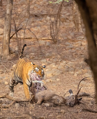 Male tiger with a sambar deer kill in the forest of Ranthambore tiger reserve.