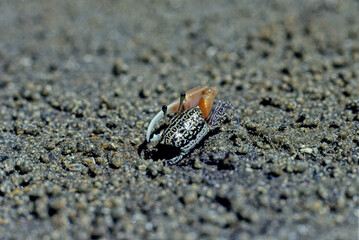 Fiddler crab.