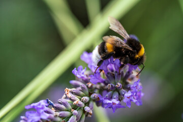 Purple Lavender in close up view with a bumblebee sitting on top with a soft focus bokeh background