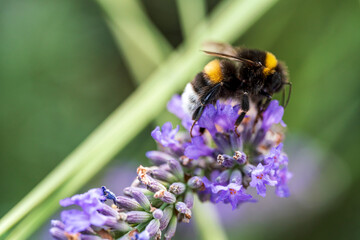 Purple Lavender in close up view with a bumblebee sitting on top with a soft focus bokeh background