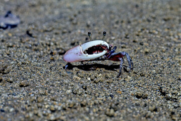 Fiddler crab.