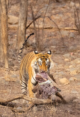 Male tiger with a sambar deer kill in the forest of Ranthambore tiger reserve.