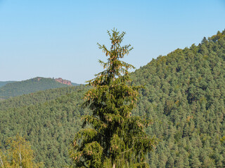 Spätsommer an der südlichen WEinstrasse