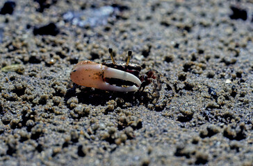 Fiddler crab.