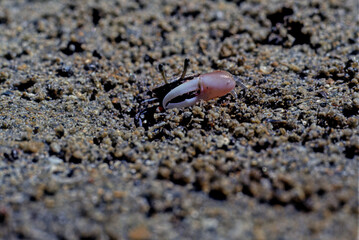 Fiddler crab.