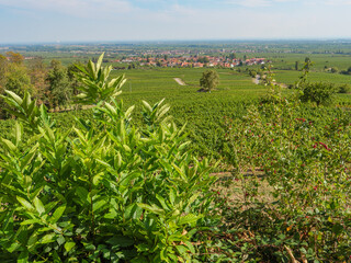 Spätsommer an der südlichen WEinstrasse