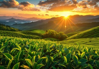  A vibrant sunrise over the lush green tea plantations of China, with rolling hills in the background and rays of sunlight piercing through the leaves