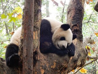 A giant panda sleeps in a tree in Chengdu, China.