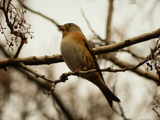 A common Eurasian Chaffinch perched on a tree branch in Luoyang, China.