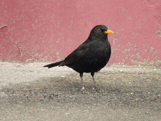 A common Blackbird on the ground in Almaty, Kazakhstan.