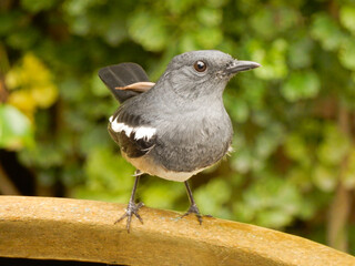 An oriental magpie robin perches on a plant pot in Thailand.