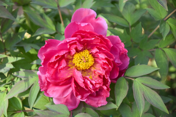 A peony,  the National Flower of China at Wancheng Park in Luoyang