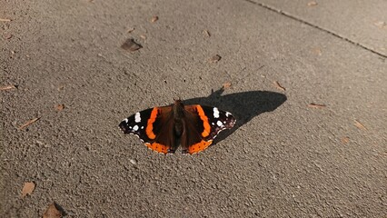 Beautiful red admiral butterfly on the ground