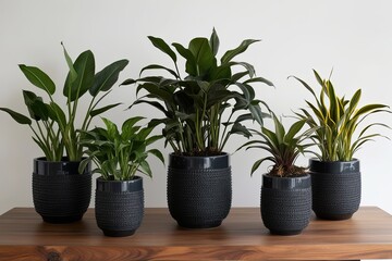 Fototapeta premium Group of Nurturing Charcoal House Plants in Exquisite Containers Against a Clear Background