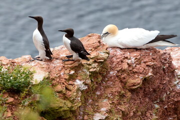 Common murre