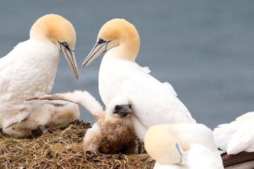 Basst&ouml;lpel Jungvogel
