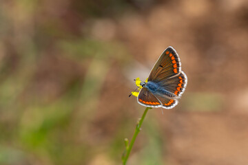 green background and tiny butterfly, Brown Argus, Polyommatus agestis