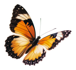Obraz premium PNG Monarch butterfly resting with open wings