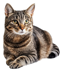 Fototapeta premium PNG Tabby cat resting comfortably on a white surface