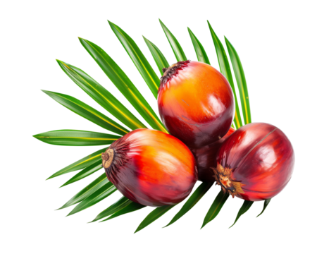 Palm oil nuts isolate on white background, Clipping path