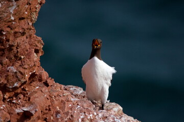 Common murre