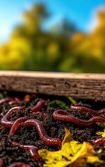 Obraz premium A close-up view of earthworms in rich soil, showcasing nature's recycling process against a blurred autumn backdrop.
