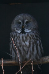 owl