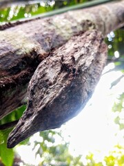 trees, leaves, stems and chocolate coffee berries