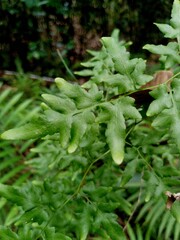Forest ferns are unique because they have spreading stems