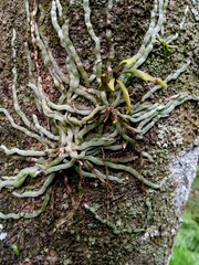 mistletoe roots or orchid plant roots in the forest
