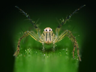 Young lynx spider with alert mode on the grass