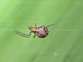 Spider hang on the web