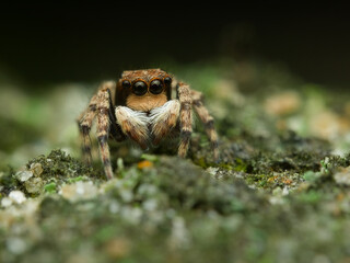 Cute jumping spider on the mossy ground
