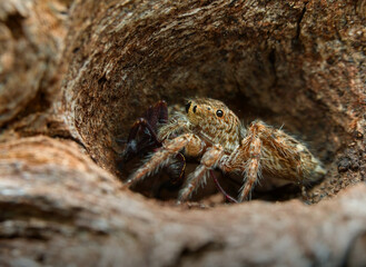 Jumping spider eat prey in the hole of wood