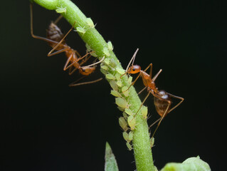 Symbiosis mutualism between yellow ants and yellow aphids