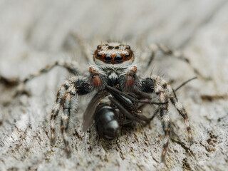 Jumping spider eat flies on the wood