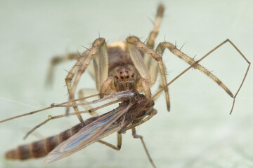 orb spider eat prey on the leaf