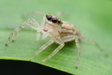Jumping spider on grass while looking up