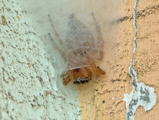 Jumping spider nests in the corner of the wall