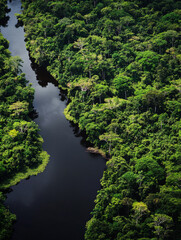 Aerial view of jungle with river.
