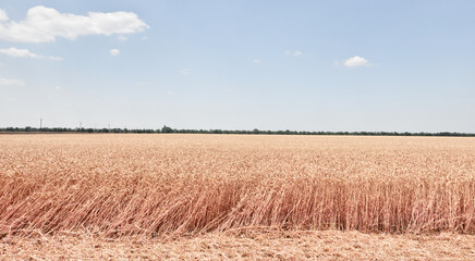 the wheat crop ripened in the field on the farm