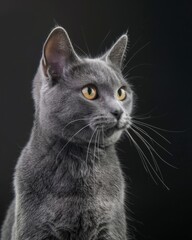 Obraz premium a portrait of a grey cat, national geographic style, dark background